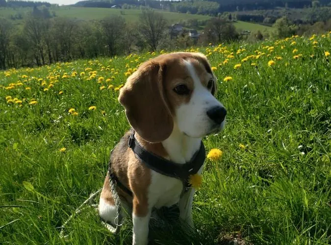 Sonnen Panorama - Abenteurer Und Weltentdecker Winterberg
